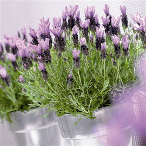 foto van een variëteit aan bloemen, te gebruiken als: Pot - en perkplant Lavandula stoechas Little Bee® Purple