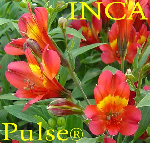 foto van een variëteit aan bloemen, te gebruiken als: Perkplant / Borders Alstroemeria Inca® Pulse