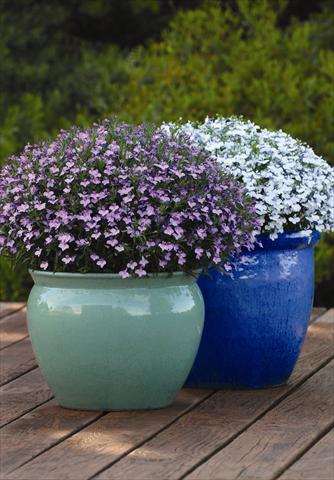 foto van een variëteit aan bloemen, te gebruiken als: Pot - en perkplant Lobelia erinus Hot Springs™ Lavender