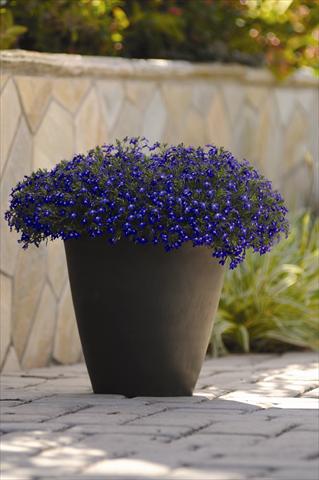 foto van een variëteit aan bloemen, te gebruiken als: Pot - en perkplant Lobelia erinus Sweet Springs Blue