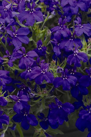 foto van een variëteit aan bloemen, te gebruiken als: Pot - en perkplant Lobelia erinus Sweet Springs Dark Blue