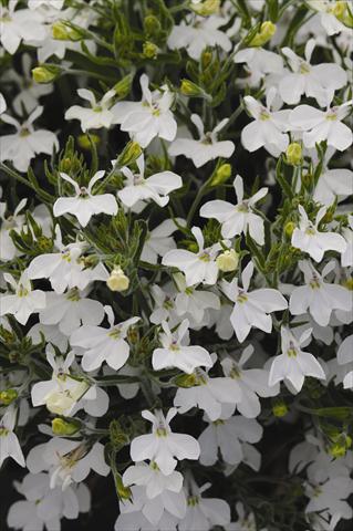 foto van een variëteit aan bloemen, te gebruiken als: Pot - en perkplant Lobelia erinus Lobelia erinus Sweet Springs White