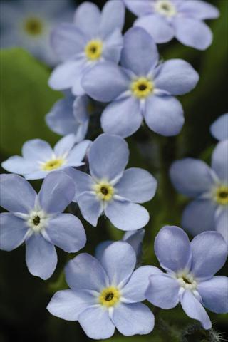foto van een variëteit aan bloemen, te gebruiken als: Pot - en perkplant Myosotis sylvatica Mon Amie Blue
