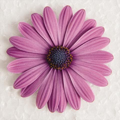 foto van een variëteit aan bloemen, te gebruiken als: Pot - en perkplant Osteospermum ecklonis Astra® Rose Eye
