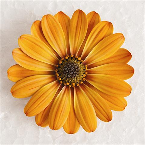 foto van een variëteit aan bloemen, te gebruiken als: Pot - en perkplant Osteospermum ecklonis Astra® Terracotta