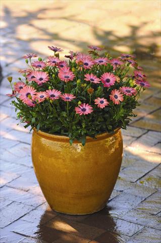 foto van een variëteit aan bloemen, te gebruiken als: Pot - en perkplant Osteospermum ecklonis Serenity™ Rose Magic - Rose White