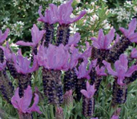 foto van een variëteit aan bloemen, te gebruiken als: Perkplant / Borders Lavandula stoechas Ruffles Blueberry