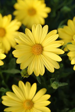 foto van een variëteit aan bloemen, te gebruiken als: Pot - en perkplant Osteospermum ecklonis Voltage™ Yellow