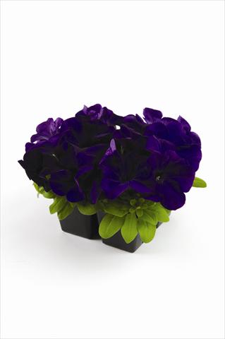foto van een variëteit aan bloemen, te gebruiken als: Pot - en perkplant Petunia grandiflora Pacta Parade Blue