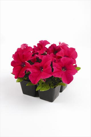 foto van een variëteit aan bloemen, te gebruiken als: Perkplant, potplant of korfplant Petunia grandiflora Pacta Parade Pink-Rose