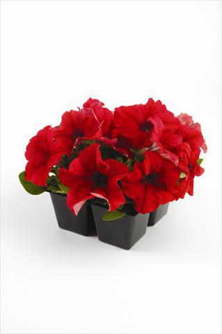 foto van een variëteit aan bloemen, te gebruiken als: Perkplant, potplant of korfplant Petunia grandiflora Pacta Parade Red
