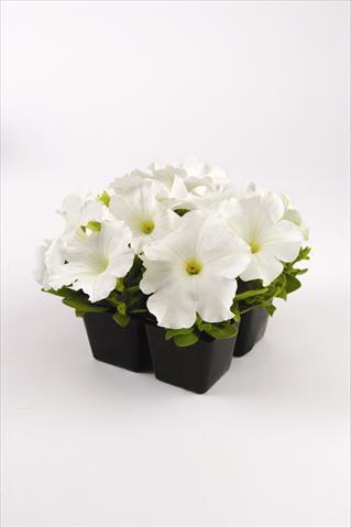 foto van een variëteit aan bloemen, te gebruiken als: Perkplant, potplant of korfplant Petunia grandiflora Pacta Parade White