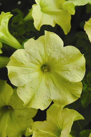 foto van een variëteit aan bloemen, te gebruiken als: Perkplant, potplant of korfplant Petunia grandiflora Sophistica F1 Lime Green