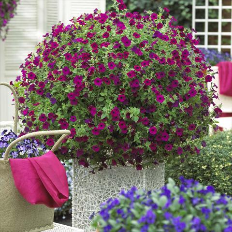 foto van een variëteit aan bloemen, te gebruiken als: Perkplant, potplant of korfplant Petunia hybrida Blanket™ Zinfandel