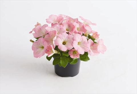 foto van een variëteit aan bloemen, te gebruiken als: Perkplant, potplant of korfplant Petunia hybrida GO!Tunia® Light Pink