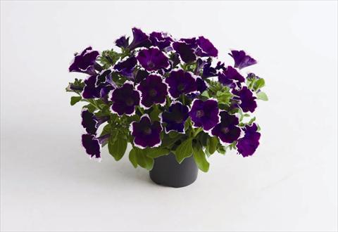 foto van een variëteit aan bloemen, te gebruiken als: Pot - en perkplant Petunia hybrida Viva® Picotee Blue