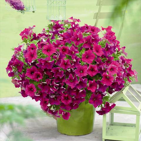 foto van een variëteit aan bloemen, te gebruiken als: Pot - en perkplant Petunia hybrida GO!Tunia® Neon Pink