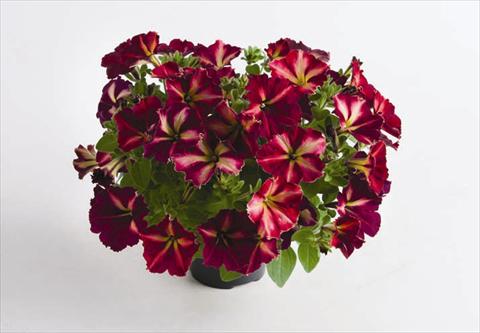 foto van een variëteit aan bloemen, te gebruiken als: Pot - en perkplant Petunia hybrida Mystical® Cha Ching