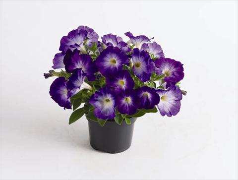 foto van een variëteit aan bloemen, te gebruiken als: Pot - en perkplant Petunia hybrida Viva® Blue Morn