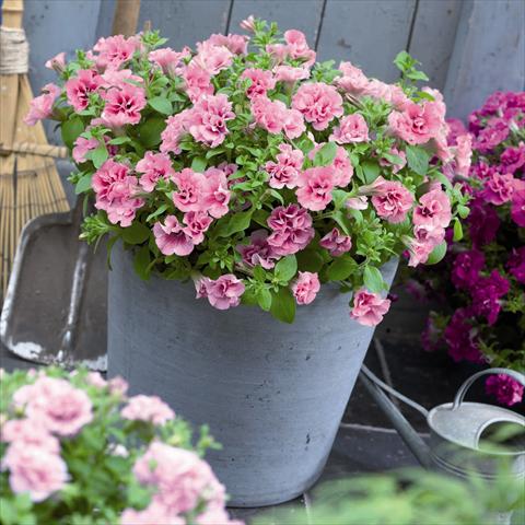 foto van een variëteit aan bloemen, te gebruiken als: Pot - en perkplant Petunia hybrida Viva® Double Pink