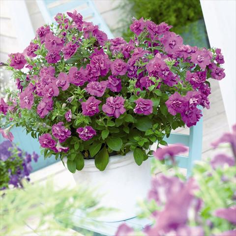foto van een variëteit aan bloemen, te gebruiken als: Pot - en perkplant Petunia hybrida Viva® Double Purple