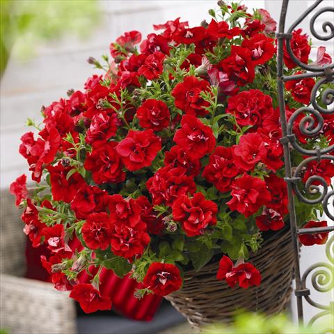 foto van een variëteit aan bloemen, te gebruiken als: Pot - en perkplant Petunia hybrida Viva® Double Red