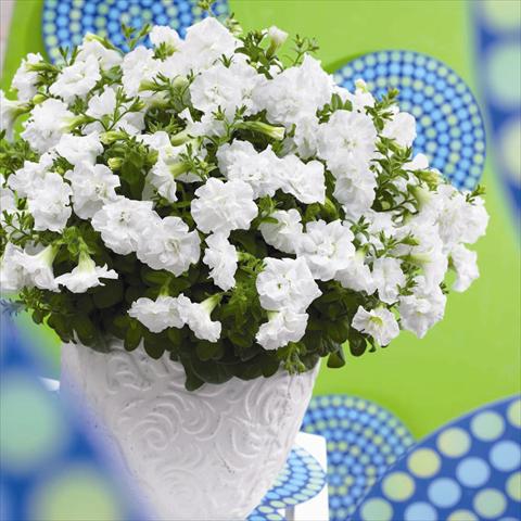 foto van een variëteit aan bloemen, te gebruiken als: Pot - en perkplant Petunia hybrida Viva® Double White