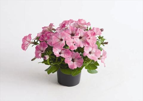 foto van een variëteit aan bloemen, te gebruiken als: Pot - en perkplant Petunia hybrida Viva® Pink Morn