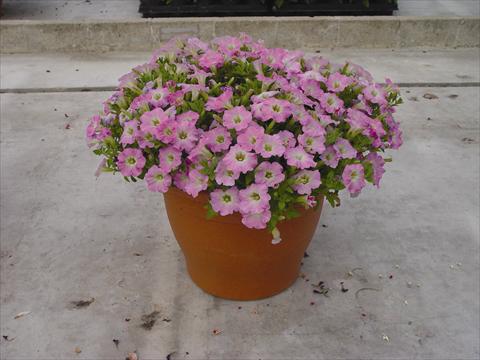 foto van een variëteit aan bloemen, te gebruiken als: Pot - en perkplant Petunia hybrida Vivini™ Pink
