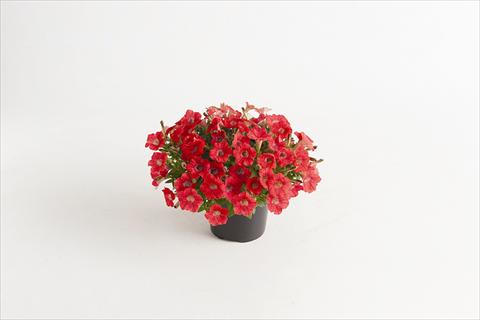 foto van een variëteit aan bloemen, te gebruiken als: Pot - en perkplant Petunia hybrida Vivini™ Red