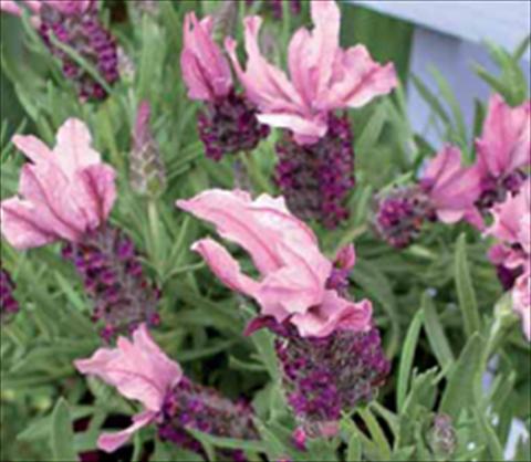 foto van een variëteit aan bloemen, te gebruiken als: Perkplant / Borders Lavandula stoechas Ruffles Mulberry