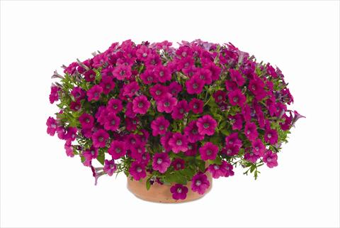 foto van een variëteit aan bloemen, te gebruiken als: Pot - en perkplant Petunia hybrida Vivini™ Rose
