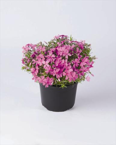 foto van een variëteit aan bloemen, te gebruiken als: Pot - en perkplant Phlox subulata Early Spring Lavender