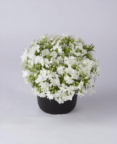 foto van een variëteit aan bloemen, te gebruiken als: Pot - en perkplant Phlox subulata Early Spring White