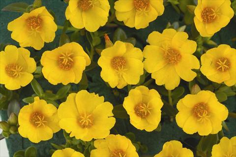 foto van een variëteit aan bloemen, te gebruiken als: Pot - en perkplant Portulaca Pazzaz™ Vivid Yellow