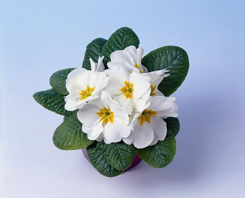 foto van een variëteit aan bloemen, te gebruiken als: Pot - en perkplant Primula acaulis, veris, vulgaris Cairo F1 White