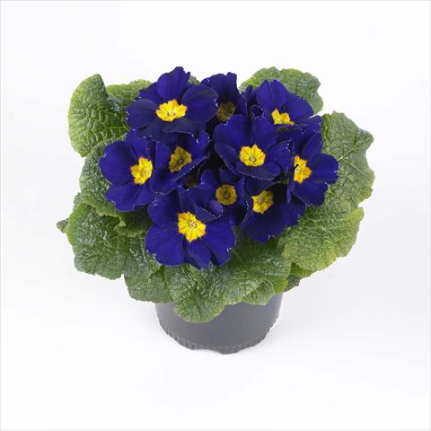 foto van een variëteit aan bloemen, te gebruiken als: Pot - en perkplant Primula acaulis, veris, vulgaris Esna® F1 Blue