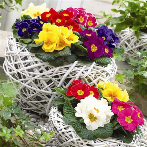 foto van een variëteit aan bloemen, te gebruiken als: Pot - en perkplant Primula acaulis, veris, vulgaris Esna® F1 Prime Time Mix