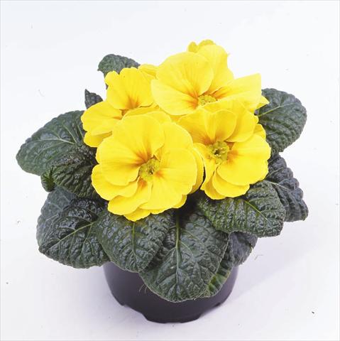 foto van een variëteit aan bloemen, te gebruiken als: Pot - en perkplant Primula acaulis, veris, vulgaris Esna® F1 Yellow