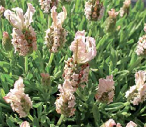foto van een variëteit aan bloemen, te gebruiken als: Perkplant / Borders Lavandula stoechas Ruffles Peachberry
