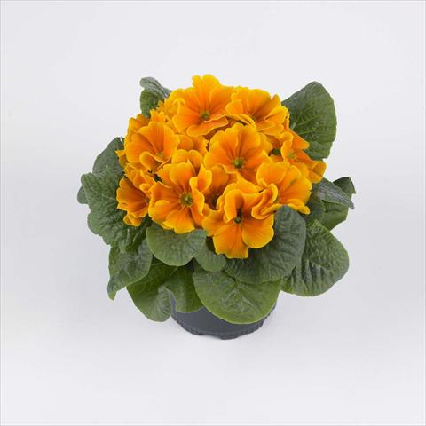 foto van een variëteit aan bloemen, te gebruiken als: Pot - en perkplant Primula acaulis, veris, vulgaris Luxor® F1 Orange