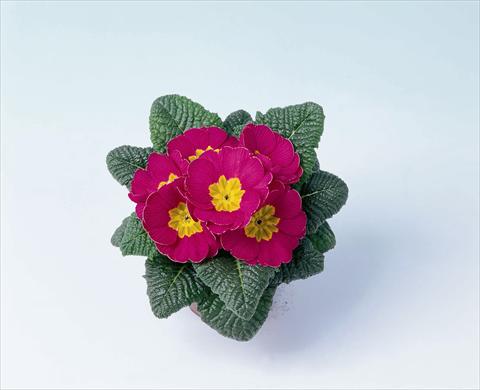 foto van een variëteit aan bloemen, te gebruiken als: Pot - en perkplant Primula acaulis, veris, vulgaris Luxor® F1 Rose