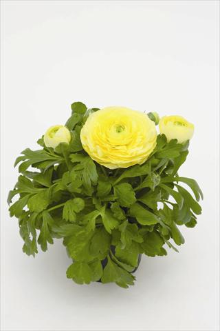 foto van een variëteit aan bloemen, te gebruiken als: Pot Ranunculus asiaticus Rebecca Creme Shades