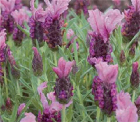 foto van een variëteit aan bloemen, te gebruiken als: Perkplant / Borders Lavandula stoechas Ruffles Raspberry