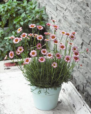 foto van een variëteit aan bloemen, te gebruiken als: Pot - en perkplant Rhodanthemum hybrida Marakesh