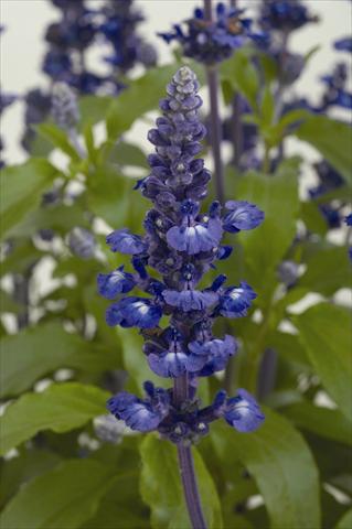 foto van een variëteit aan bloemen, te gebruiken als: Pot - en perkplant Salvia farinacea Sallyfun Blue