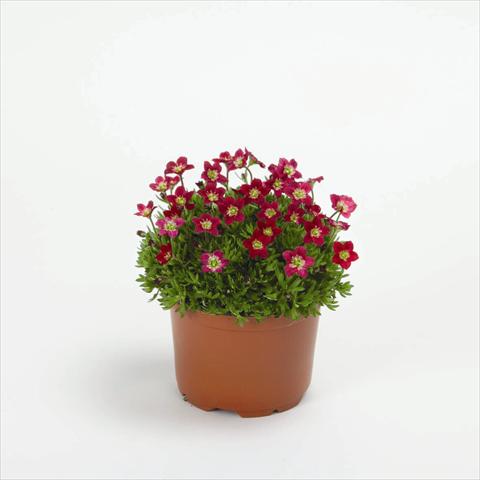 foto van een variëteit aan bloemen, te gebruiken als: Pot - en perkplant Saxifraga x arendsii Rockies F1 Red