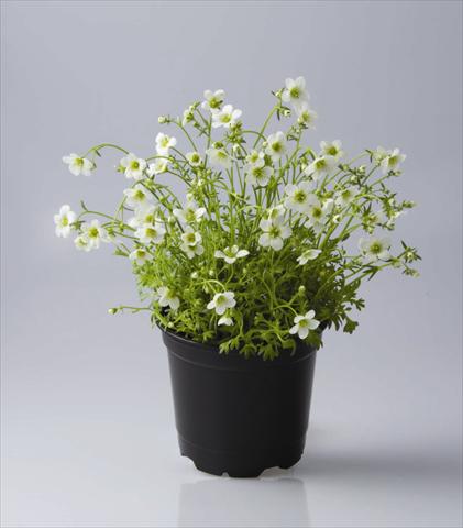 foto van een variëteit aan bloemen, te gebruiken als: Pot - en perkplant Saxifraga x arendsii Rockies F1 White