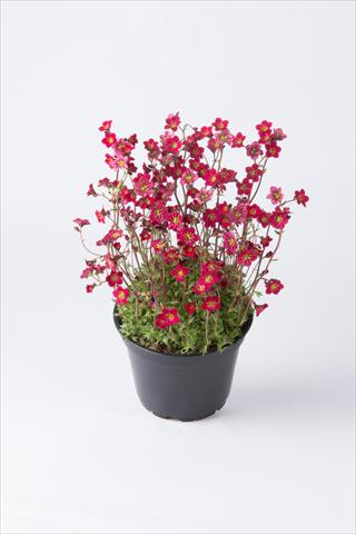 foto van een variëteit aan bloemen, te gebruiken als: Pot - en perkplant Saxifraga x arendsii Saxony Red