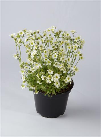 foto van een variëteit aan bloemen, te gebruiken als: Pot - en perkplant Saxifraga x arendsii Saxony White